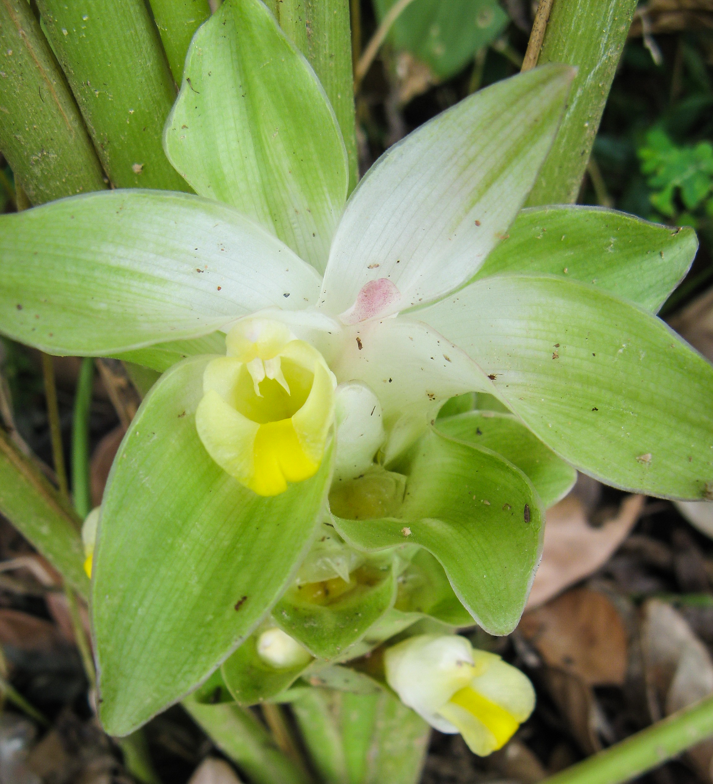 ขมิ้นอ้อย Curcuma zedoaria (Bergius) Roscoe<br/>Zingiberaceae